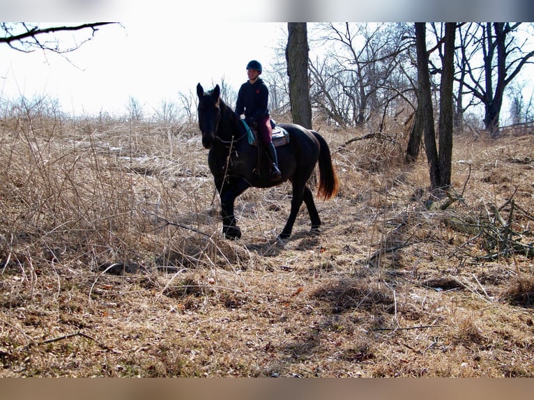 Más caballos centroeuropeos Caballo castrado 13 años 173 cm Negro in Highland Mi