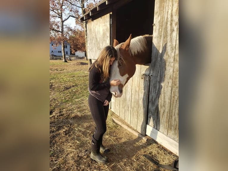 Más caballos centroeuropeos Caballo castrado 13 años 180 cm Alazán-tostado in Amherst, NH