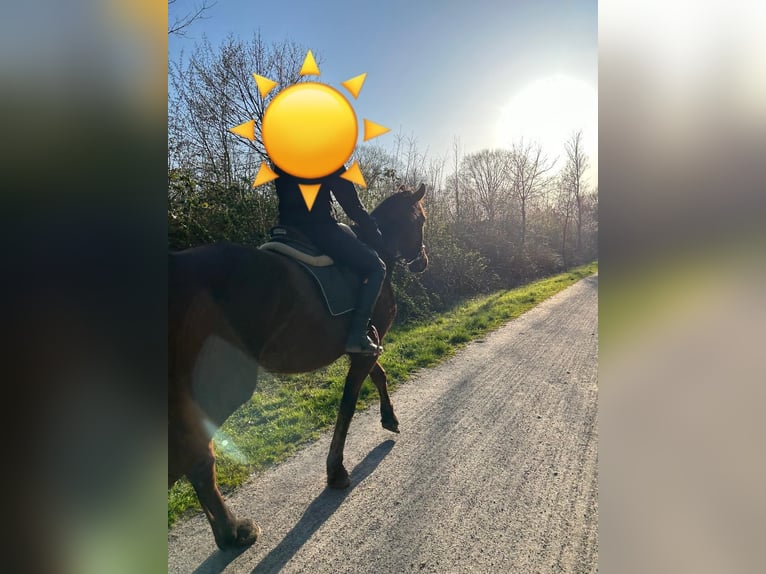 Más caballos centroeuropeos Caballo castrado 13 años in Schermbeck