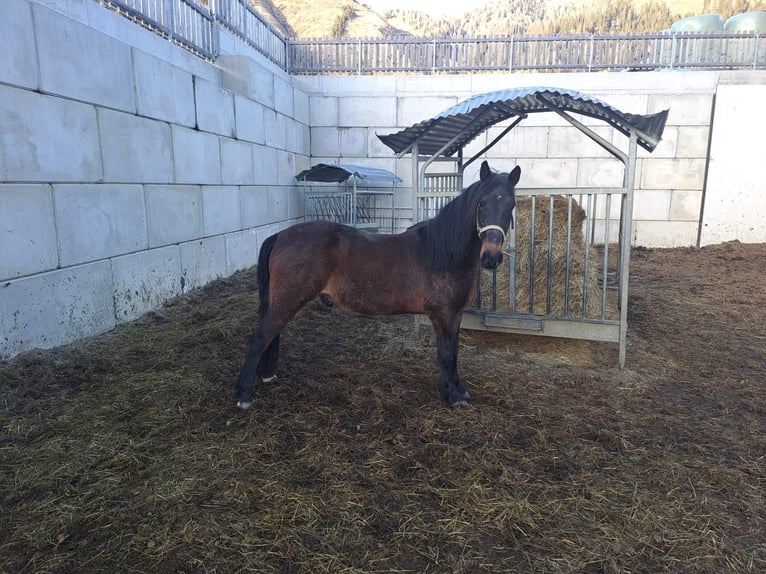 Más caballos centroeuropeos Caballo castrado 14 años 143 cm in Obertilliach