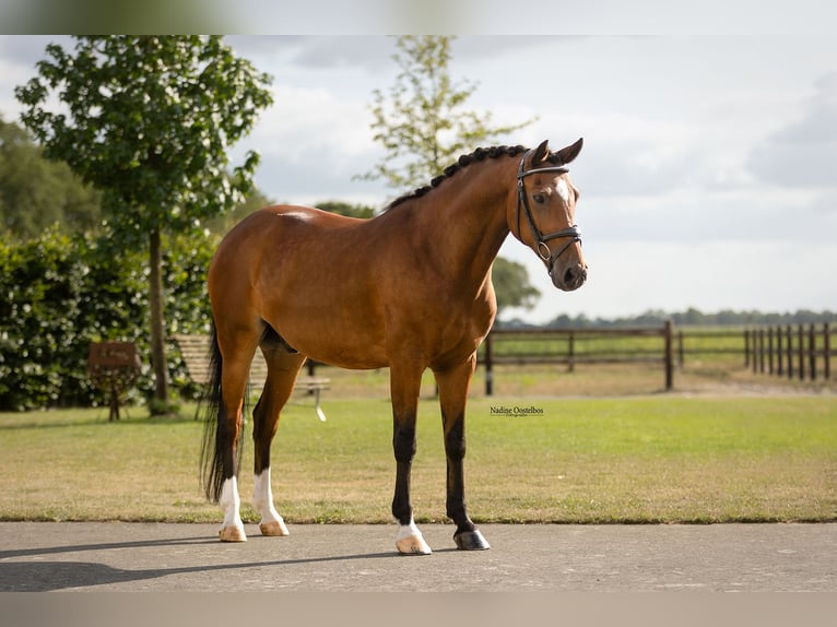 Más caballos centroeuropeos Caballo castrado 14 años 146 cm  in Oost West en Middelbeers