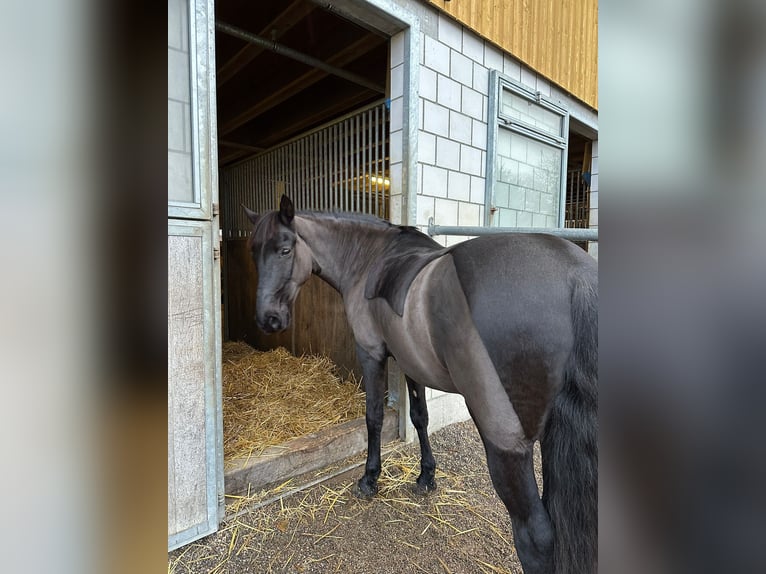 Más caballos centroeuropeos Caballo castrado 14 años 151 cm Castaño oscuro in Sch&#xF6;nb&#xFC;hl
