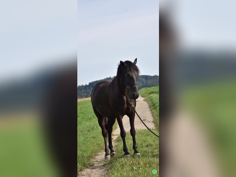 Más caballos centroeuropeos Caballo castrado 14 años 151 cm Castaño oscuro in Sch&#xF6;nb&#xFC;hl