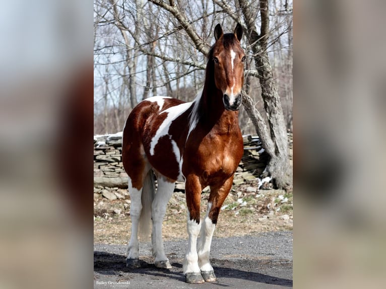 Más caballos centroeuropeos Caballo castrado 14 años 157 cm Tobiano-todas las-capas in Everett PA