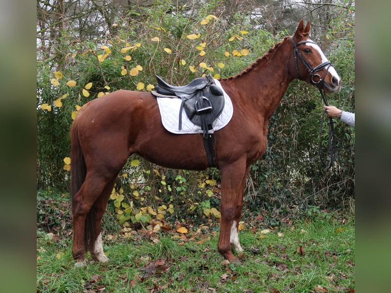 Más caballos centroeuropeos Caballo castrado 14 años 162 cm Alazán in Nettetal