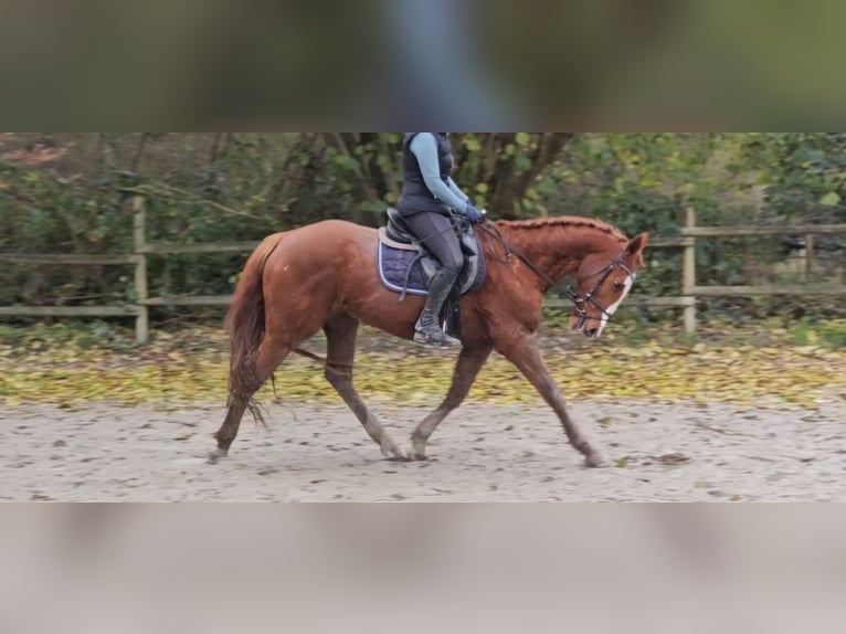 Más caballos centroeuropeos Caballo castrado 14 años 162 cm Alazán in Nettetal