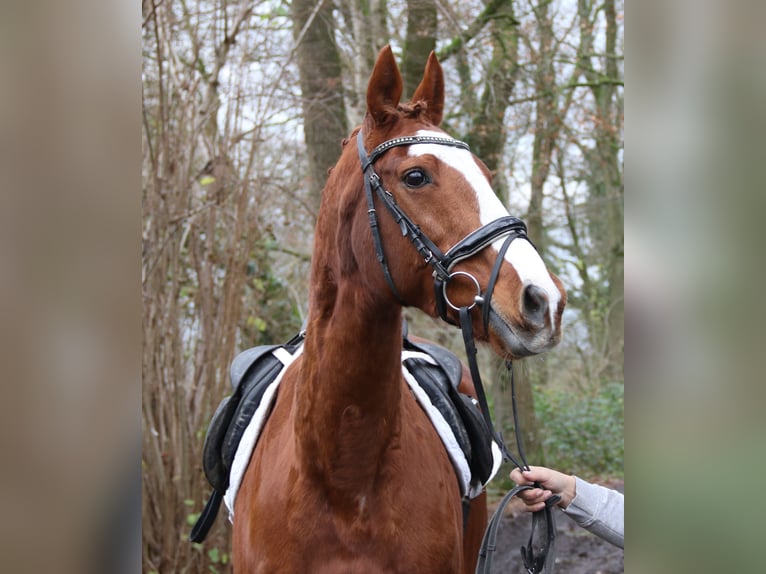 Más caballos centroeuropeos Caballo castrado 14 años 162 cm Alazán in Nettetal