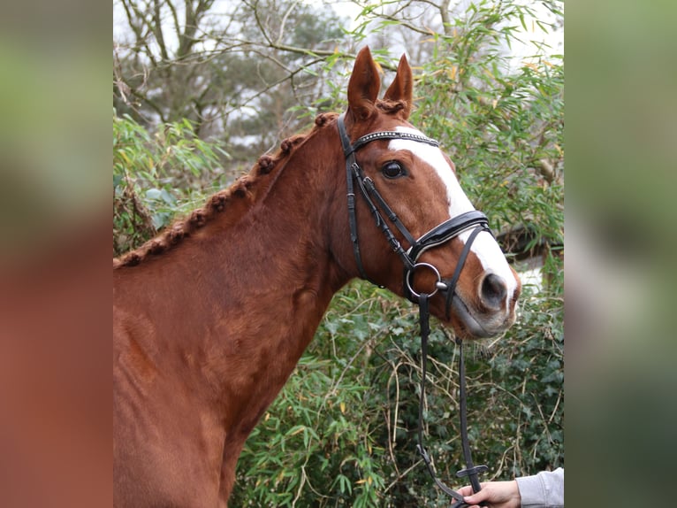 Más caballos centroeuropeos Caballo castrado 14 años 162 cm Alazán in Nettetal