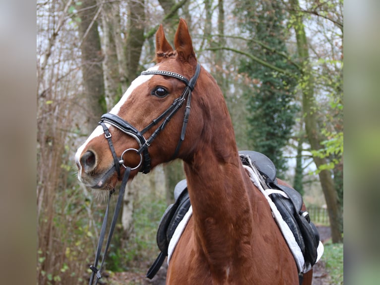 Más caballos centroeuropeos Caballo castrado 14 años 162 cm Alazán in Nettetal