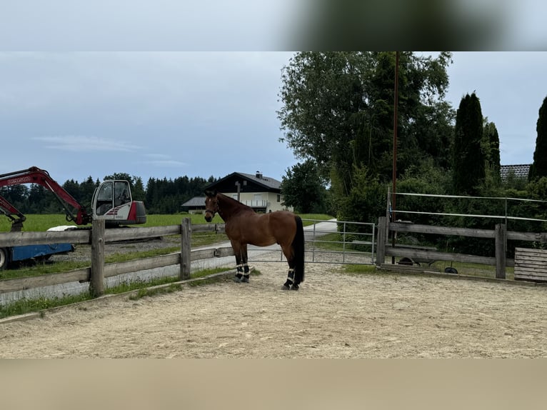 Más caballos centroeuropeos Caballo castrado 14 años 162 cm Castaño in Seeham