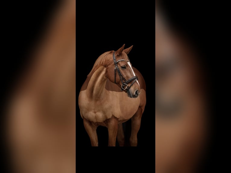 Más caballos centroeuropeos Caballo castrado 14 años 163 cm Alazán in Oberriet