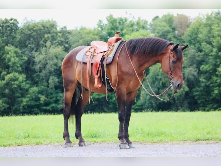 Más caballos centroeuropeos Caballo castrado 14 años 163 cm Castaño rojizo in Cranberry, PA