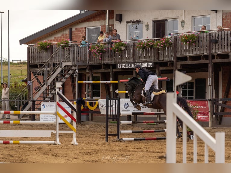 Más caballos centroeuropeos Caballo castrado 14 años 168 cm Negro in Herzogenrath