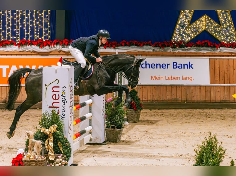 Más caballos centroeuropeos Caballo castrado 14 años 168 cm Negro in Herzogenrath