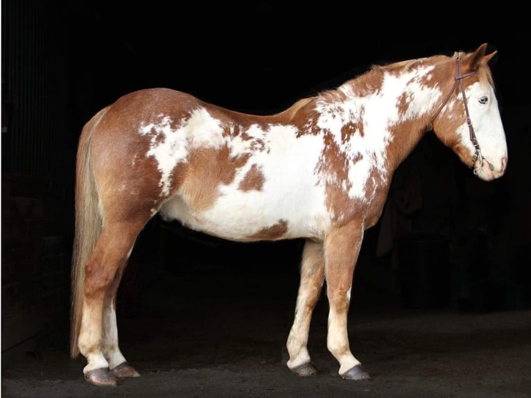 Más caballos centroeuropeos Caballo castrado 14 años 168 cm Overo-todas las-capas in Highland MI