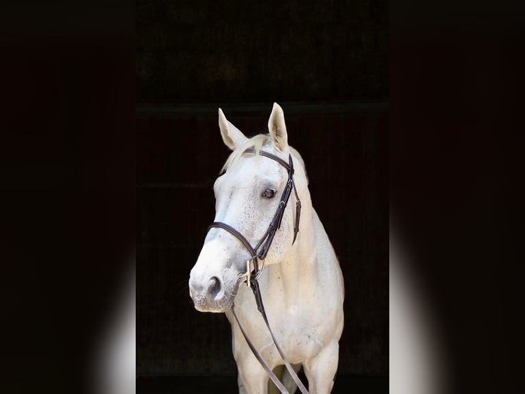 Más caballos centroeuropeos Caballo castrado 14 años 168 cm Tordo in Highland Mi