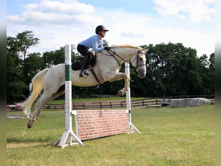 Más caballos centroeuropeos Caballo castrado 14 años 168 cm Tordo in Highland Mi