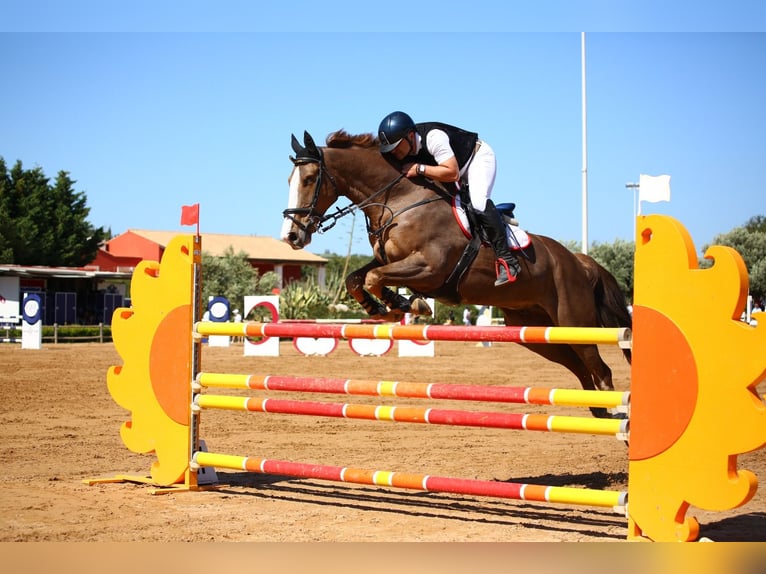 Más caballos centroeuropeos Caballo castrado 14 años 169 cm Alazán in Fusignano