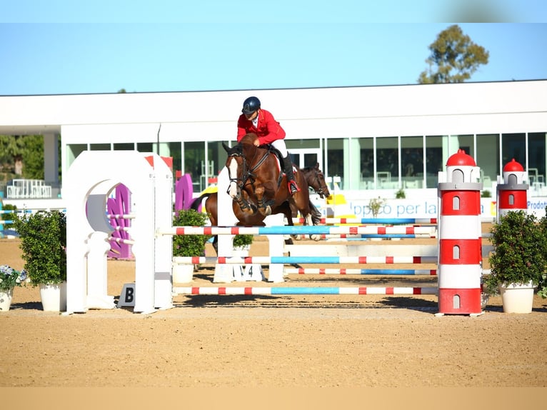 Más caballos centroeuropeos Caballo castrado 14 años 169 cm Alazán in Fusignano