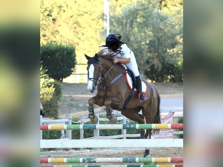 Más caballos centroeuropeos Caballo castrado 14 años 169 cm Alazán in Fusignano