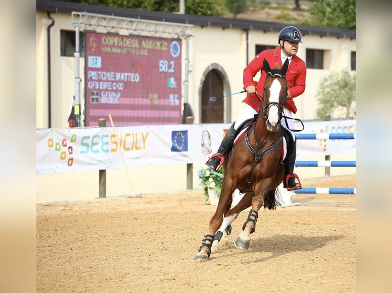 Más caballos centroeuropeos Caballo castrado 14 años 169 cm Alazán in Fusignano