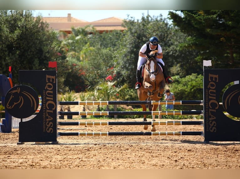 Más caballos centroeuropeos Caballo castrado 14 años 169 cm Alazán in Fusignano