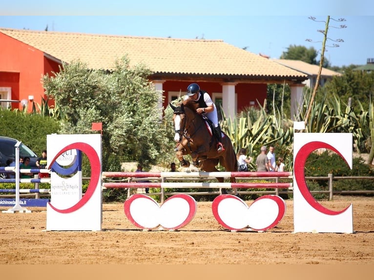 Más caballos centroeuropeos Caballo castrado 14 años 169 cm Alazán in Fusignano