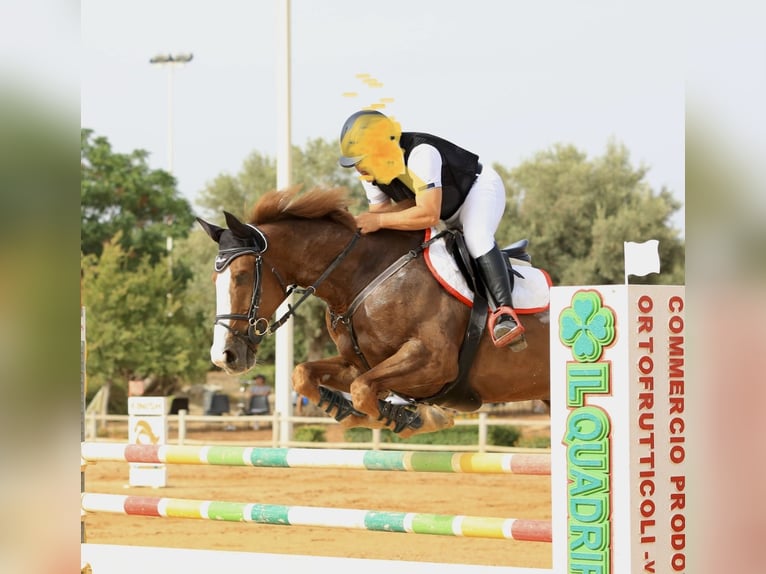 Más caballos centroeuropeos Caballo castrado 14 años 169 cm Alazán in Fusignano