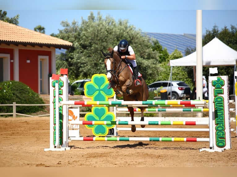 Más caballos centroeuropeos Caballo castrado 14 años 169 cm Alazán in Fusignano