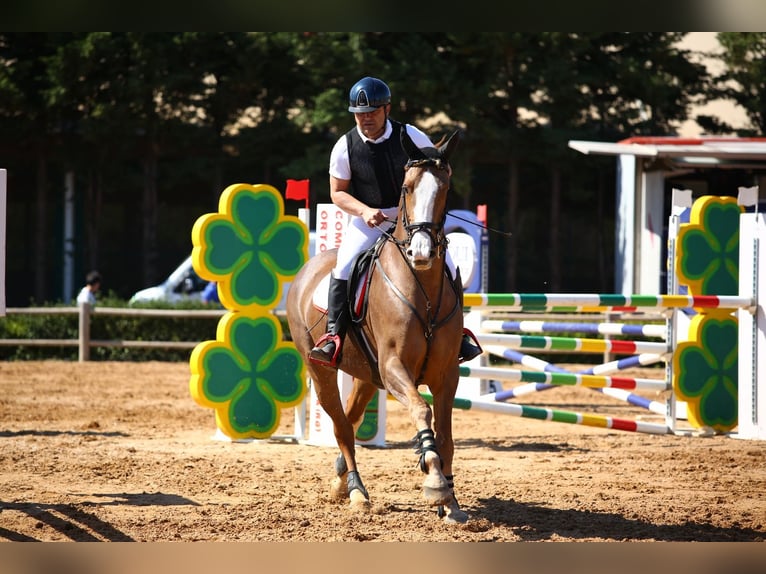 Más caballos centroeuropeos Caballo castrado 14 años 169 cm Alazán in Fusignano