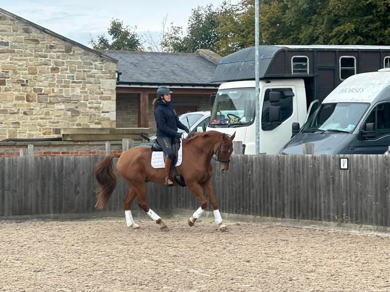 Más caballos centroeuropeos Caballo castrado 14 años 170 cm Alazán-tostado in horsley