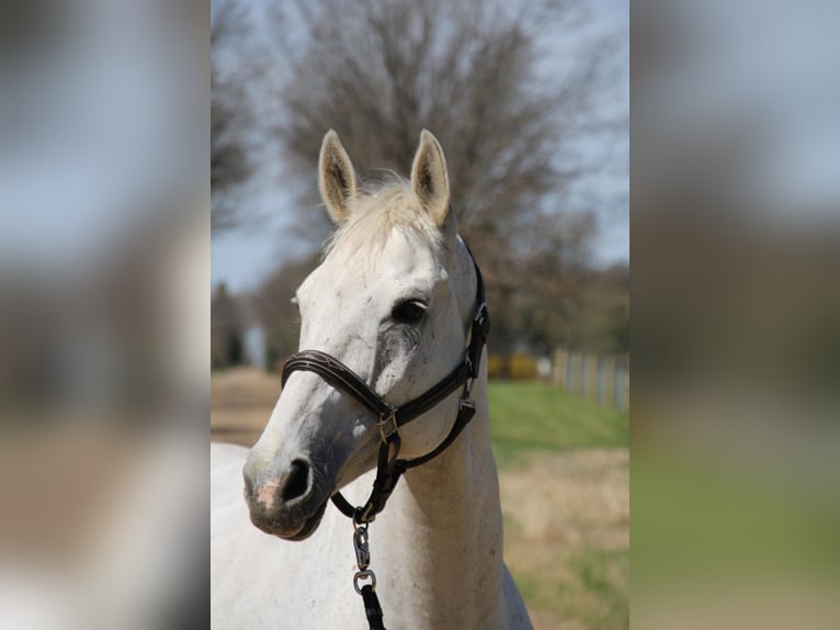 Más caballos centroeuropeos Caballo castrado 14 años 170 cm Tordo in Howell MI