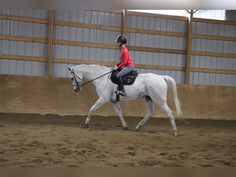 Más caballos centroeuropeos Caballo castrado 14 años 170 cm Tordo in Howell MI