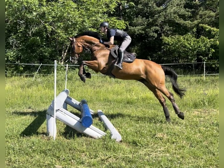 Más caballos centroeuropeos Caballo castrado 14 años 173 cm Castaño in Drammen Más caballos centroeuropeos Caballo castrado 14 años 173 cm Castaño in Drammen