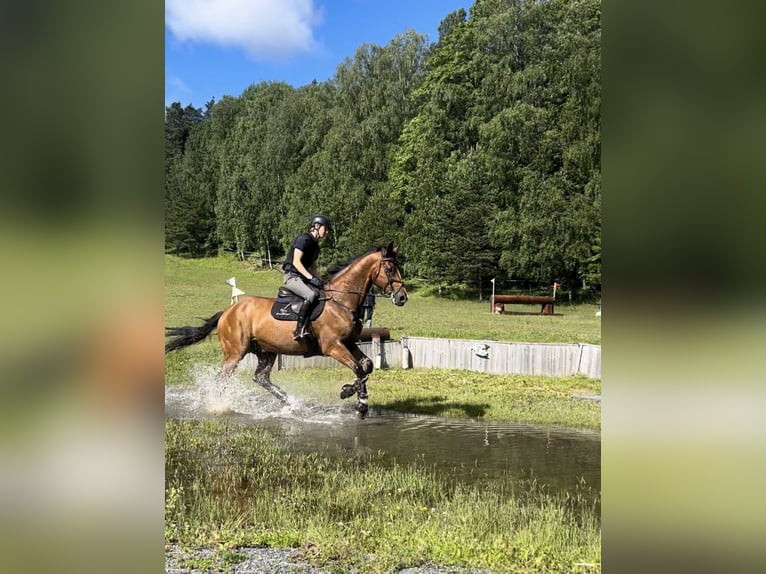 Más caballos centroeuropeos Caballo castrado 14 años 173 cm Castaño in Drammen Más caballos centroeuropeos Caballo castrado 14 años 173 cm Castaño in Drammen