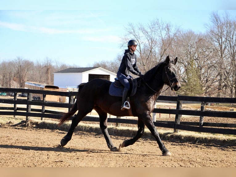 Más caballos centroeuropeos Caballo castrado 14 años 173 cm Negro in Highland Mi