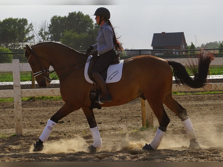 Más caballos centroeuropeos Caballo castrado 14 años 175 cm Castaño in Kessenich