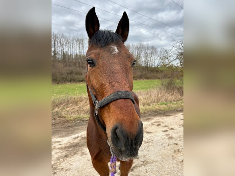 Más caballos centroeuropeos Caballo castrado 15 años 155 cm Castaño oscuro in Neckarwestheim