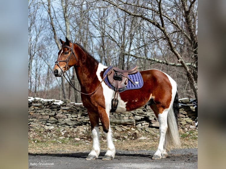 Más caballos centroeuropeos Caballo castrado 15 años 157 cm Tobiano-todas las-capas in Everett PA