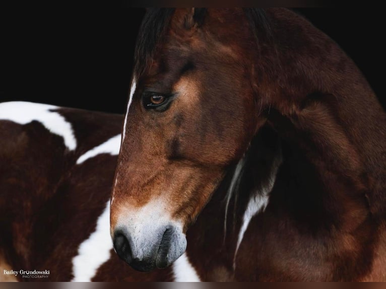 Más caballos centroeuropeos Caballo castrado 15 años 157 cm Tobiano-todas las-capas in Everett PA