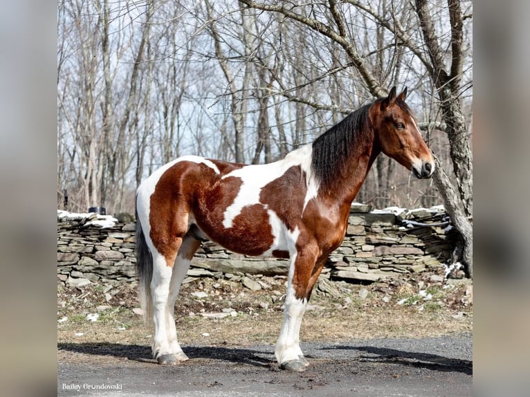 Más caballos centroeuropeos Caballo castrado 15 años 157 cm Tobiano-todas las-capas in Everett PA