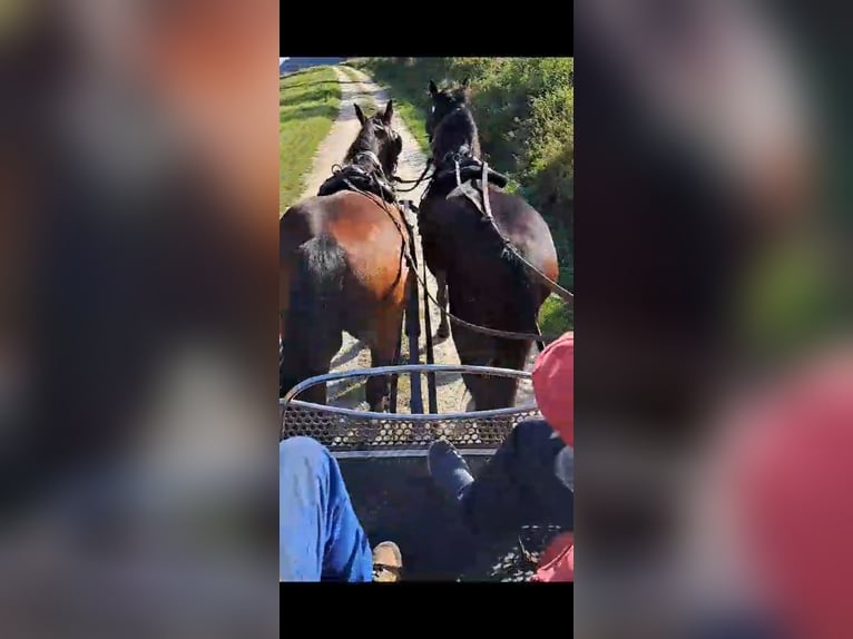 Más caballos centroeuropeos Caballo castrado 15 años 160 cm Castaño in Draßmarkt