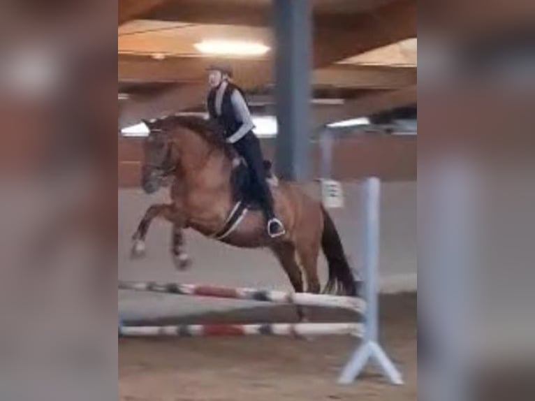 Más caballos centroeuropeos Caballo castrado 15 años 165 cm Bayo in Rennerod