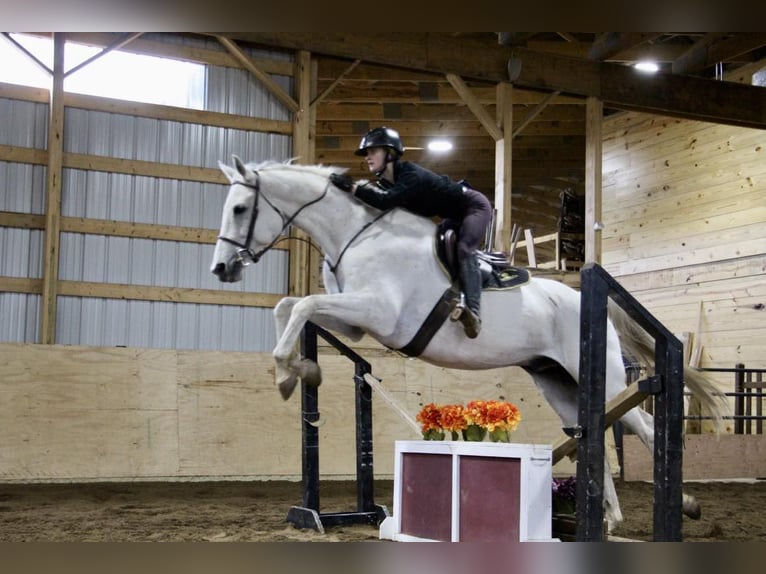 Más caballos centroeuropeos Caballo castrado 15 años 170 cm Tordo in Howell MI