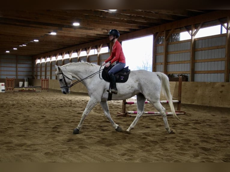 Más caballos centroeuropeos Caballo castrado 15 años 170 cm Tordo in Howell MI