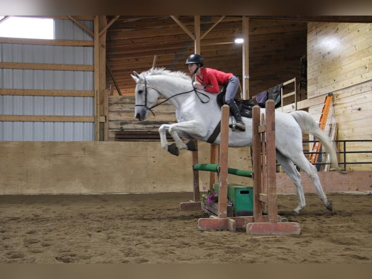 Más caballos centroeuropeos Caballo castrado 15 años 170 cm Tordo in Howell MI