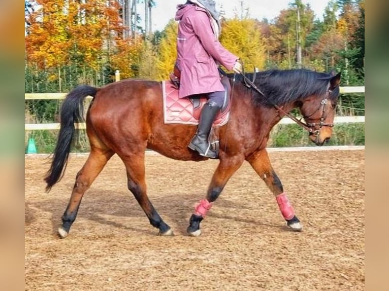 Más caballos centroeuropeos Caballo castrado 16 años 157 cm Castaño in Bayerbach