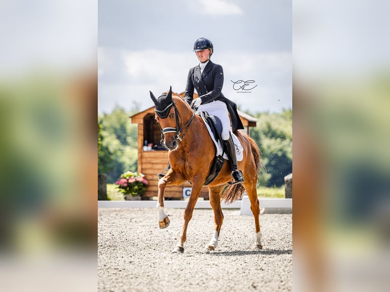 Más caballos centroeuropeos Caballo castrado 16 años 158 cm Alazán in Schenefeld