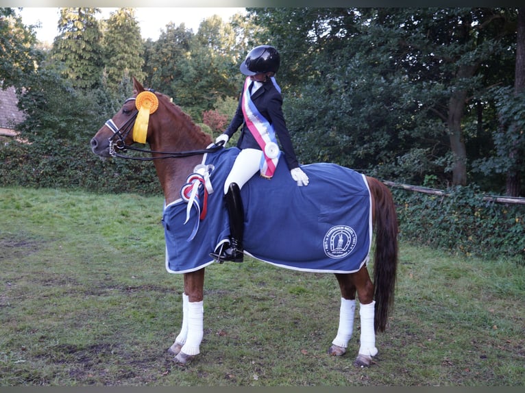 Más caballos centroeuropeos Caballo castrado 16 años 158 cm Alazán in Schenefeld