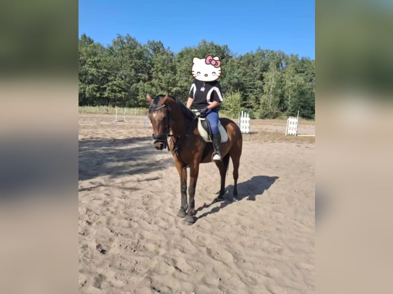 Más caballos centroeuropeos Caballo castrado 16 años 160 cm Castaño in ŁÓDŹ